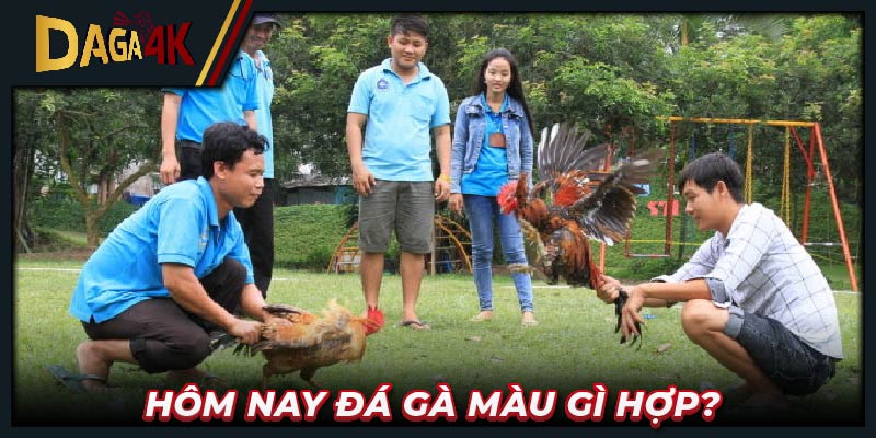 Hôm nay đá gà màu gì hợp? 