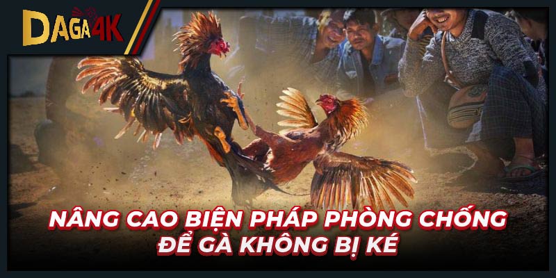 Nâng cao biện pháp phòng chống để gà không bị ké