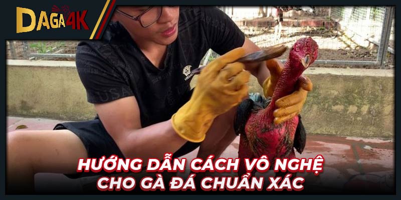 Hướng dẫn cách vô nghệ cho gà đá chuẩn xác