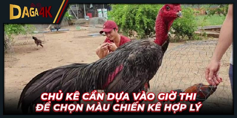 Chủ kê cần dựa vào giờ thi để chọn màu chiến kê hợp lý