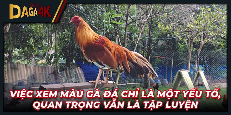 Việc xem màu gà đá chỉ là một yếu tố, quan trọng vẫn là tập luyện