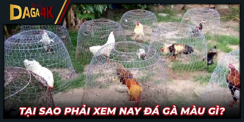  Tại sao phải xem nay đá gà màu gì?