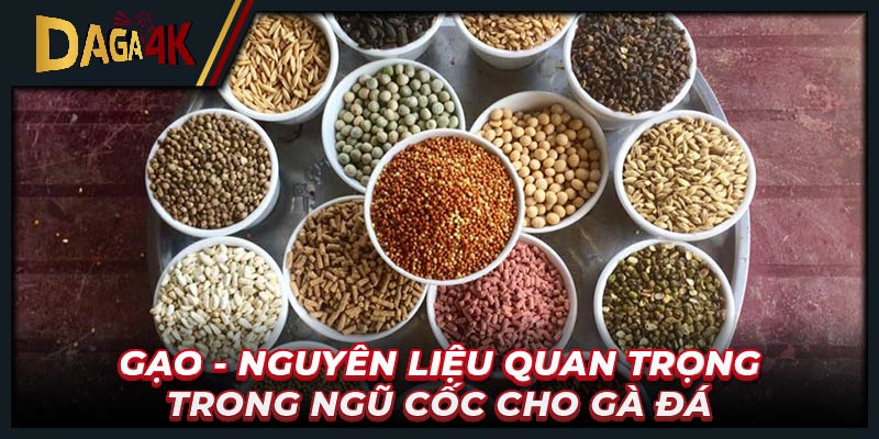 Gạo - Nguyên liệu quan trọng trong ngũ cốc cho gà đá