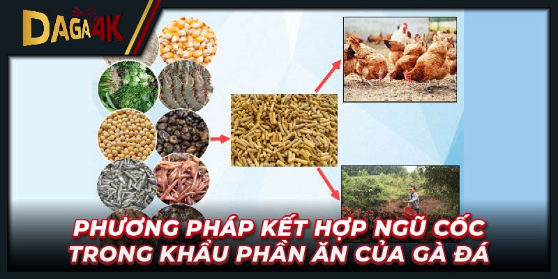 Phương pháp kết hợp ngũ cốc trong khẩu phần ăn của gà đá