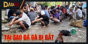 tại sao đá gà bị bắt