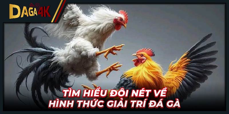 Tìm hiểu đôi nét về hình thức giải trí đá gà