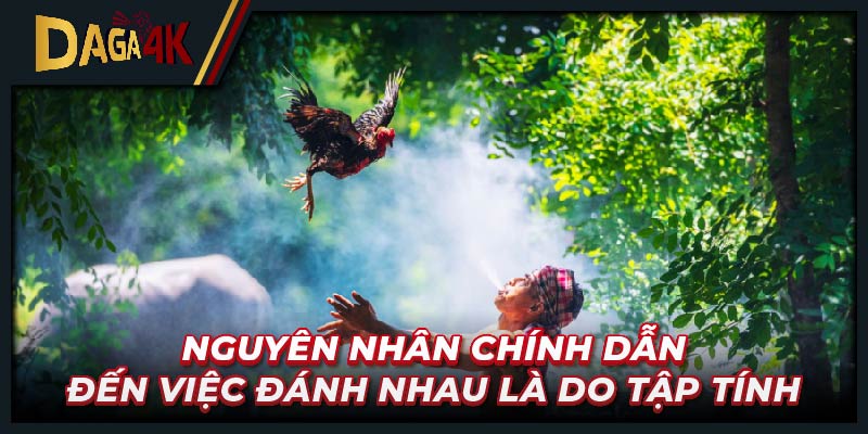 Nguyên nhân chính dẫn đến việc đánh nhau là do tập tính