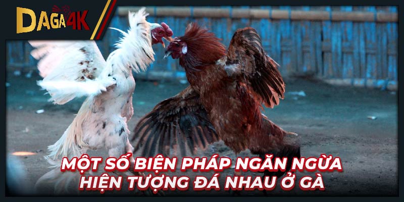 Một số biện pháp ngăn ngừa hiện tượng đá nhau ở gà