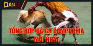 tổng hợp đá gà campuchia mới nhất