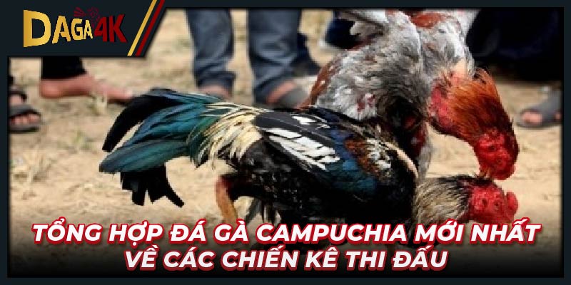 Tổng hợp đá gà Campuchia mới nhất về các chiến kê thi đấu