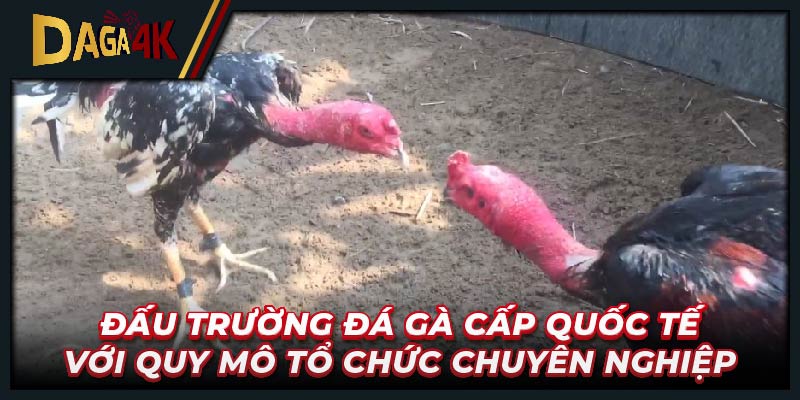 Đấu trường đá gà cấp quốc tế với quy mô tổ chức chuyên nghiệp