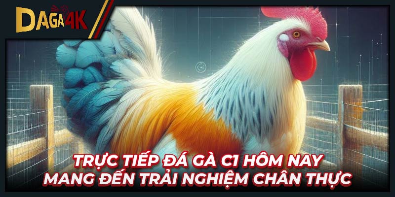 Trực tiếp đá gà C1 hôm nay mang đến trải nghiệm chân thực