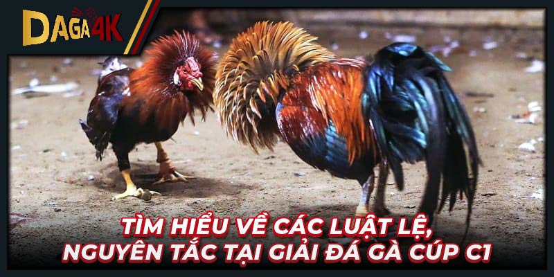 Tìm hiểu về các luật lệ, nguyên tắc tại giải đá gà cúp C1