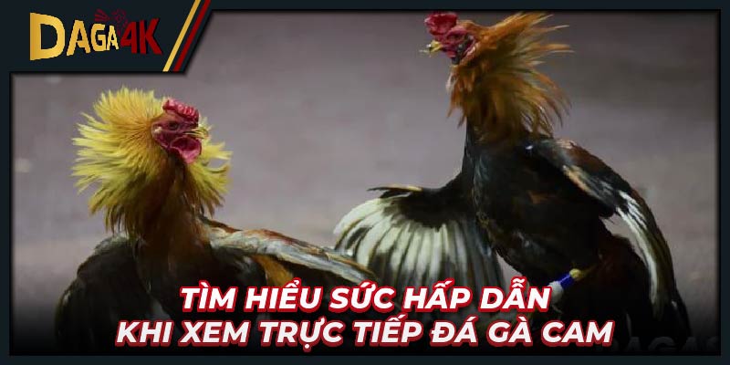 Tìm hiểu sức hấp dẫn khi xem trực tiếp đá gà Cam