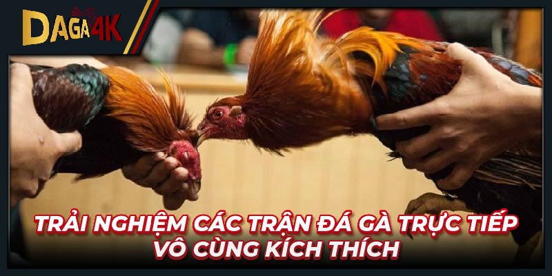 Trải nghiệm các trận đá gà trực tiếp vô cùng kích thích