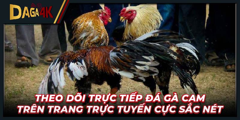 Theo dõi trực tiếp đá gà Cam trên trang trực tuyến cực sắc nét