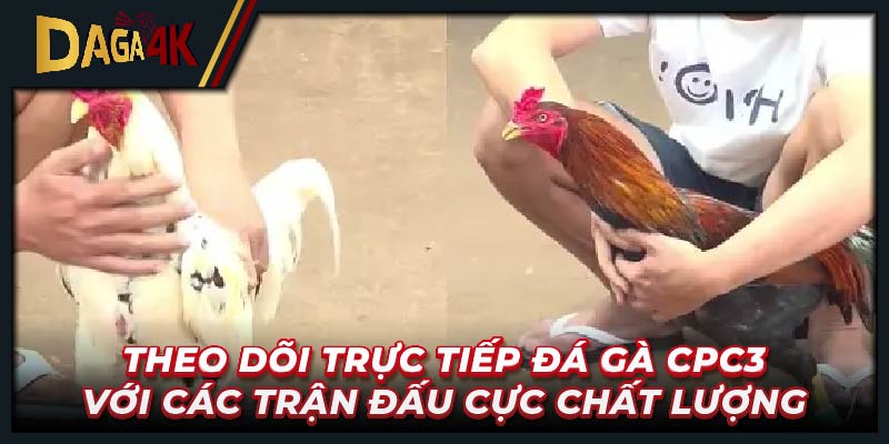 Theo dõi trực tiếp đá gà CPC3 với các trận đấu cực chất lượng