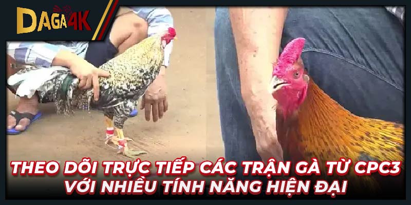 Theo dõi trực tiếp các trận gà từ CPC3 với nhiều tính năng hiện đại