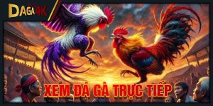 Xem đá gà trực tiếp