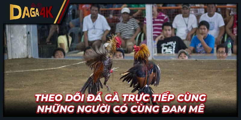 Theo dõi đá gà trực tiếp cùng những người có cùng đam mê