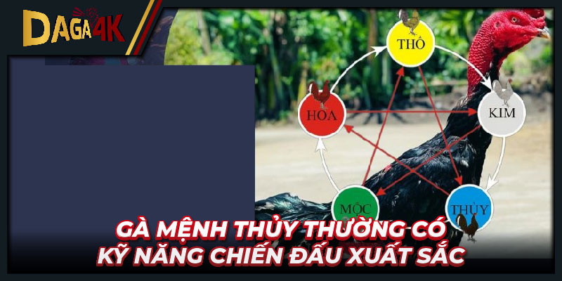 Gà mệnh thủy thường có kỹ năng chiến đấu xuất sắc