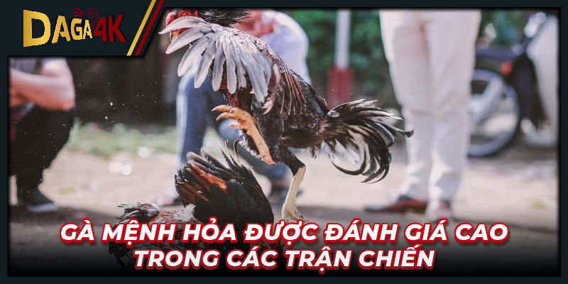 Gà mệnh hỏa được đánh giá cao trong các trận chiến