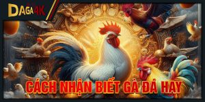 cách nhận biết gà đá hay