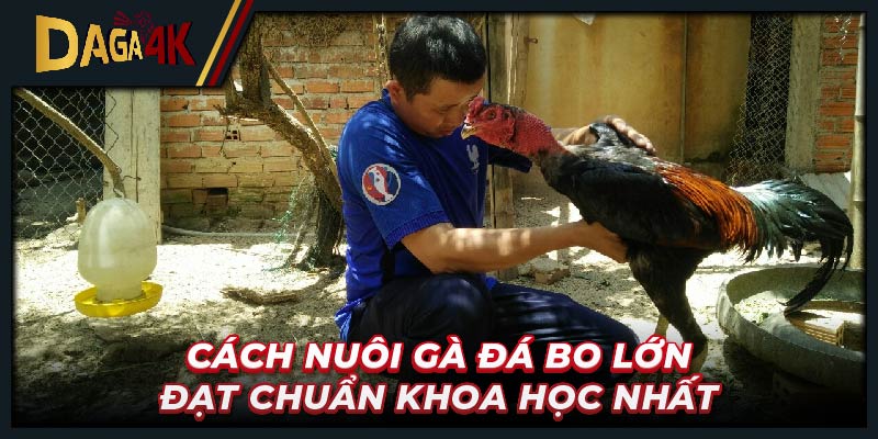 Cách nuôi gà đá bo lớn đạt chuẩn khoa học nhất