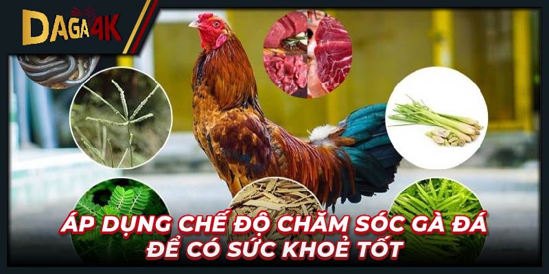 Áp dụng chế độ chăm sóc gà đá để có sức khoẻ tốt