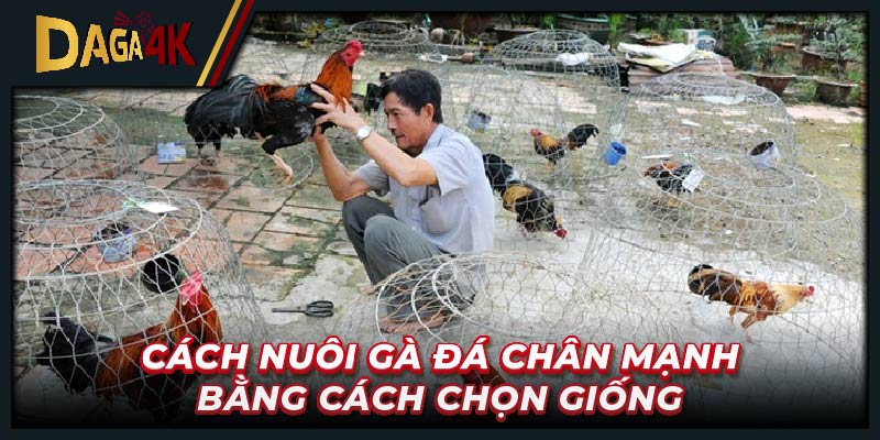 Cách nuôi gà đá chân mạnh bằng cách chọn giống