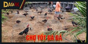 chợ tốt gà đá