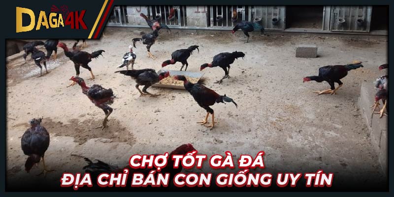 Chợ tốt gà đá - Địa chỉ bán con giống uy tín