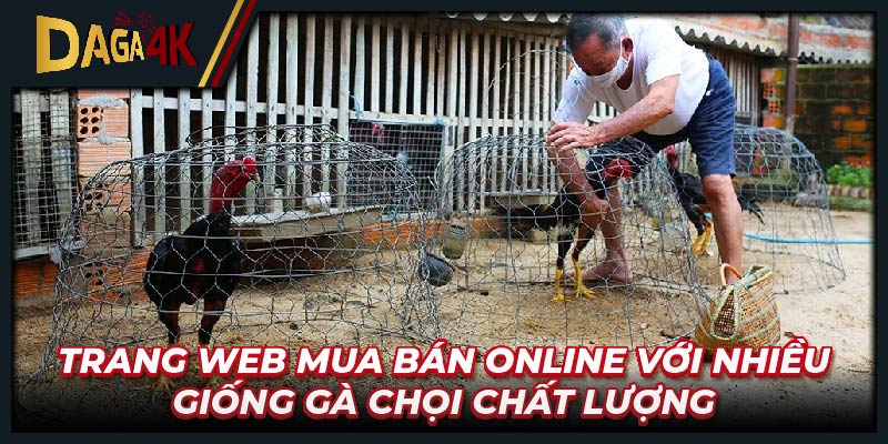 Trang web mua bán online với nhiều giống gà chọi chất lượng