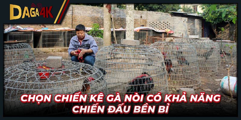 Chọn chiến kê gà nòi có khả năng chiến đấu bền bỉ