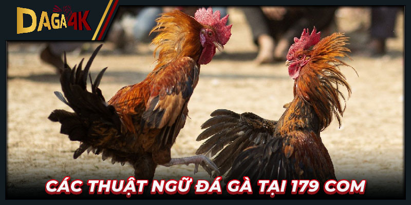 Các thuật ngữ đá gà tại 179 com