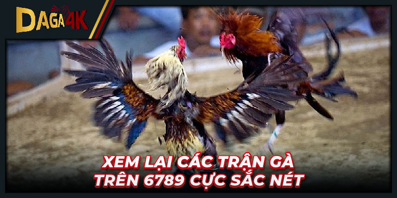 Xem lại các trận gà trên 6789 cực sắc nét