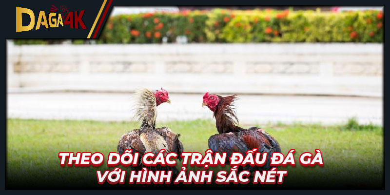 Theo dõi các trận đấu đá gà với hình ảnh sắc nét