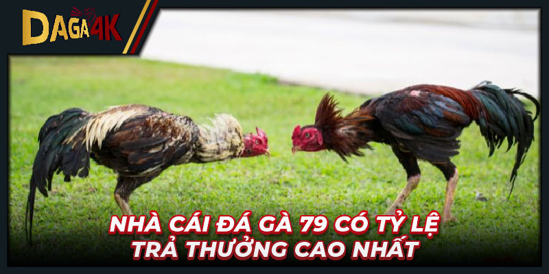 Nhà cái đá gà 79 có tỷ lệ trả thưởng cao nhất