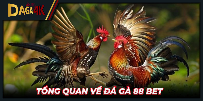 Tổng quan về đá gà 88 bet