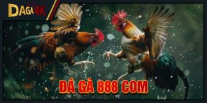 đá gà 888 com