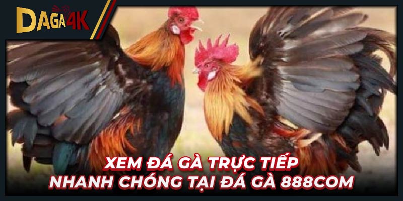 Xem đá gà trực tiếp nhanh chóng tại Đá gà 888 com