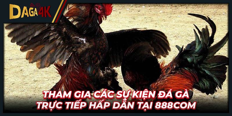 Tham gia các sự kiện đá gà trực tiếp hấp dẫn tại 888 com