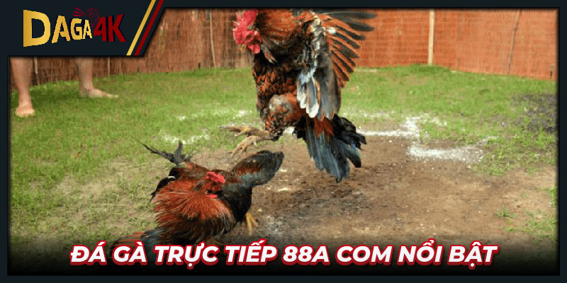 Đá gà trực tiếp 88a com nổi bật