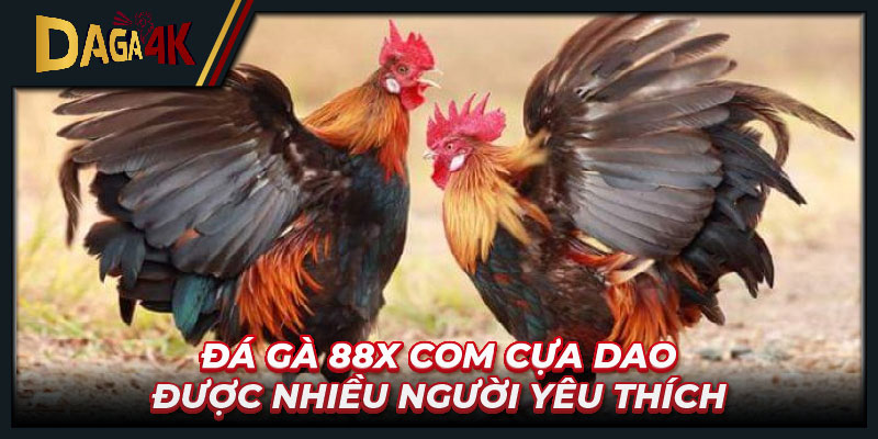 Đá gà 88x com cựa dao được nhiều người yêu thích