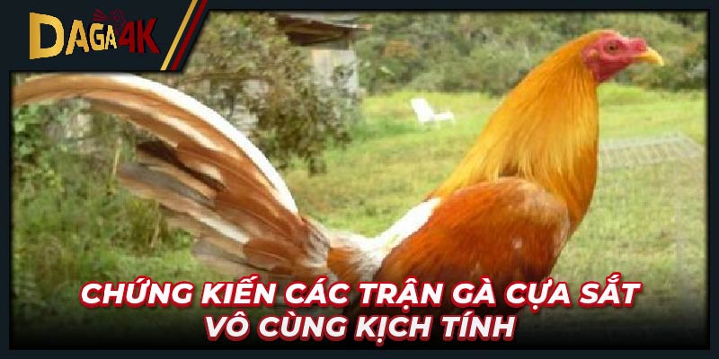 Chứng kiến các trận gà cựa sắt vô cùng kịch tính