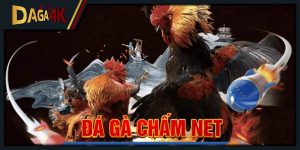 đá gà chấm net