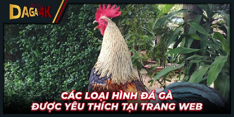 Các loại hình đá gà được yêu thích tại trang web