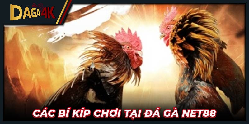 Các bí kíp chơi tại Đá gà net88