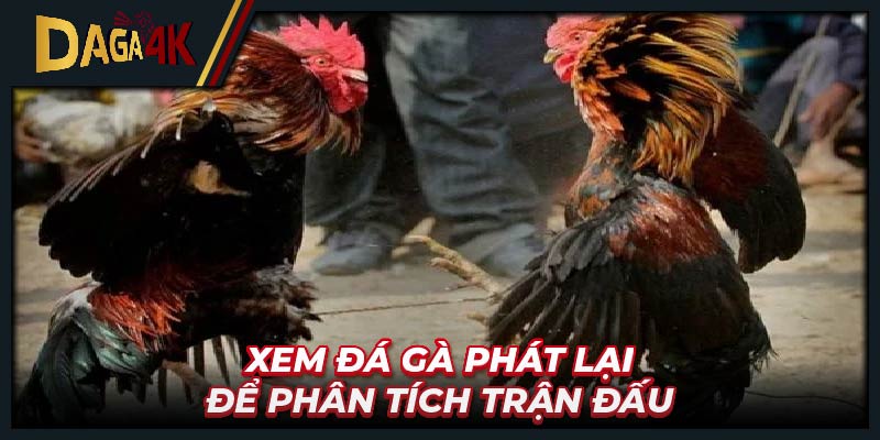 Xem đá gà phát lại để phân tích trận đấu