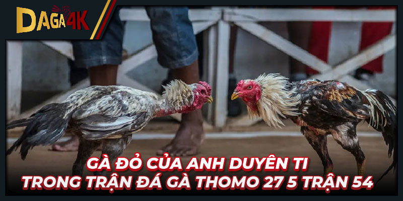 Gà đỏ của anh Duyên Ti trong trận đá gà Thomo 27 5 trận 54